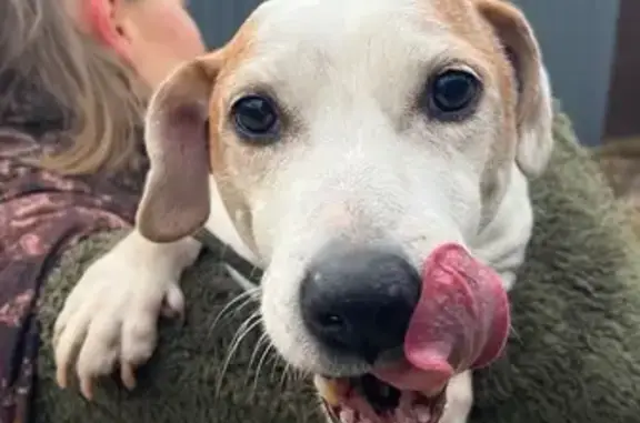 Найдена собака, Волково, фото: Найдена собака в Волково, Серпуховский р-н