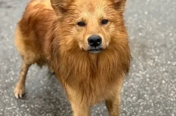 Найдена собака, Санкт-Петербург, фото: Найдена собака на ул. Мосина, 74, Сестрорецк