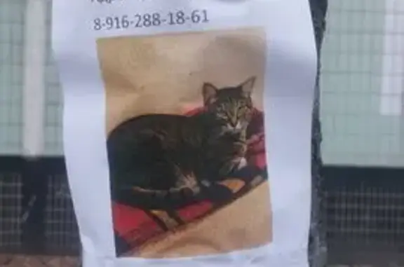 Пропала кошка, Перерва 14, Москва