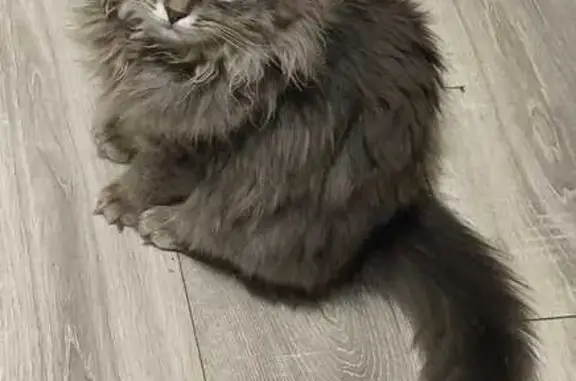 Пропала кошка у озона Крутоярский, Рязань