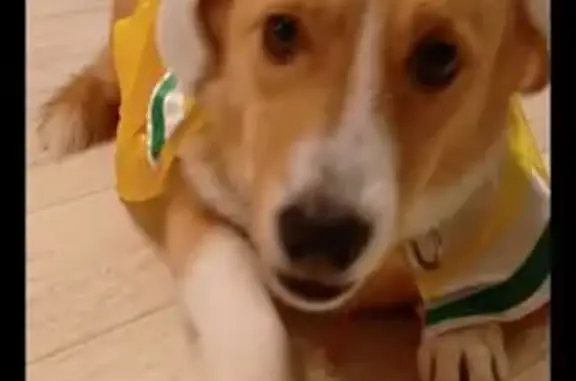 Пропала собака, Фонтанная ул., Засечное