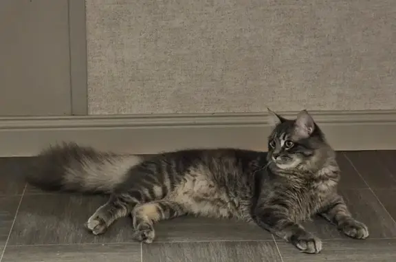 Пропал кот Тоша, пр. Чекистов 34, Краснодар