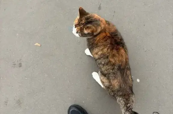 Найдена кошка, Москва, фото: Кошка у трактира, Энергетическая 22, Москва