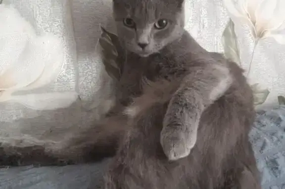 Пропала кошка, ул. Короленко 76, Бийск