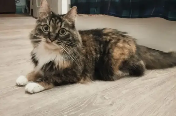 Найдена кошка, Москва, фото: Найдена кошка, Москва, ул. Головачёва