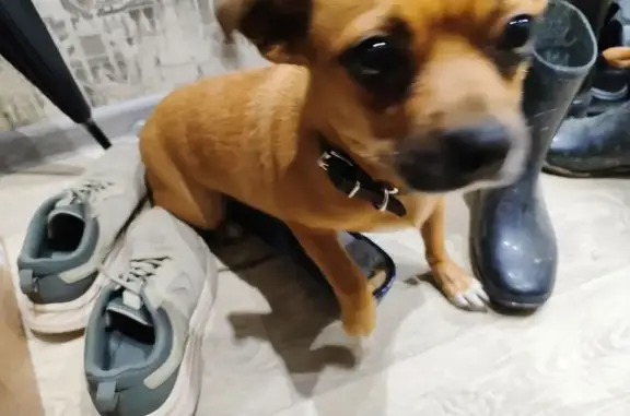 Найдена собака, Краснодар, фото: Собака найдена: ул. Рахманинова, Краснодар