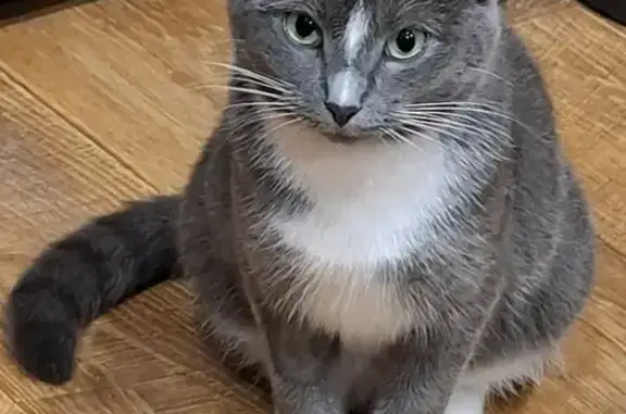 Пропала кошка, Привокзальная ул., Донской