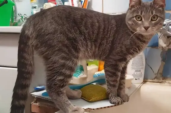 Пропала кошка, Коломна, МО