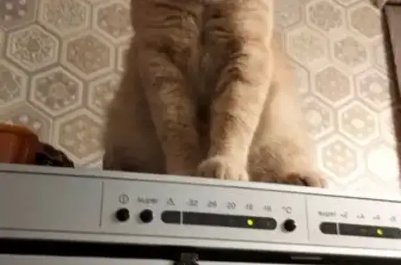 Пропала кошка, Белгород, Белгородская обл.