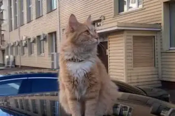 Пропала кошка, Хорошёвское шоссе, Москва