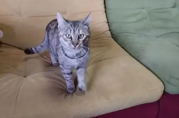 Найдена кошка, Краснодар, фото: Кошка найдена на ул. Цезаря Куникова