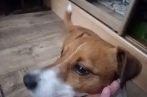 Найденные животные Губкин, фото: Собака найдена: ул. Ленина, Губкин