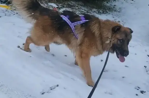 Пропала собака, Стеблево, МО