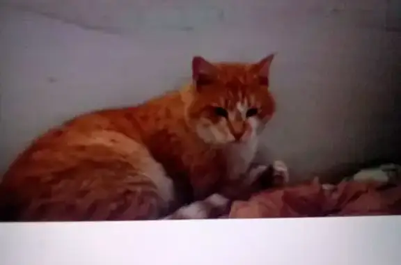 Пропала кошка, ул. Топольчанская 19