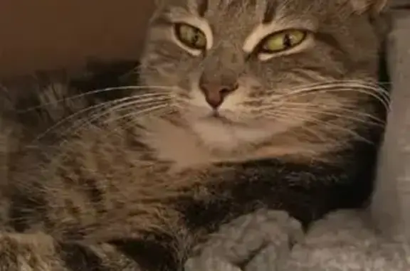 Найденные животные Клин, фото: Красивая кошка найдена у Пятёрочки, Клин