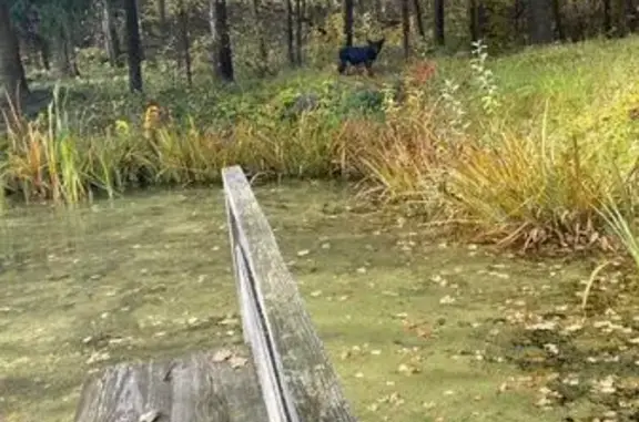 Найдена собака, Москва, фото: Собака найдена: Москва, Домашняя 6