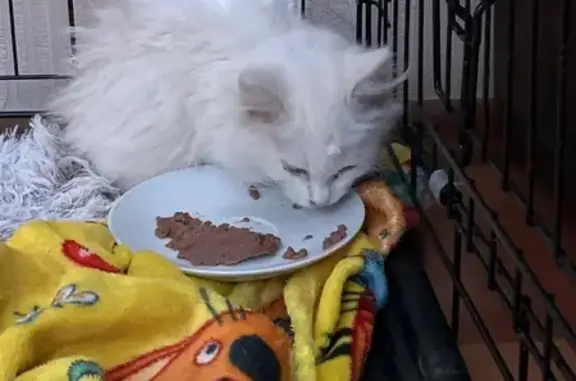 Полностью белый, хвостик черный, примерно 2-3 мес, сидел в снегу около канализационных люков