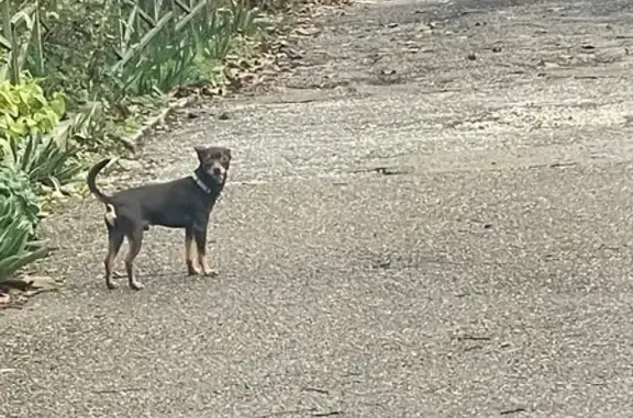 Найдена собака, Новороссийск, фото: Тойтерьер найден на ул. Шевченко, Новороссийск