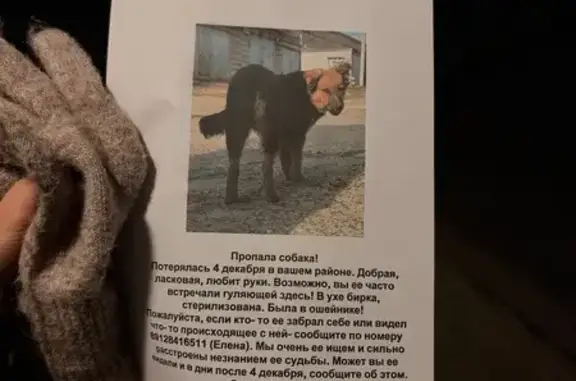 Пропала собака, пр. Победы 156, Оренбург