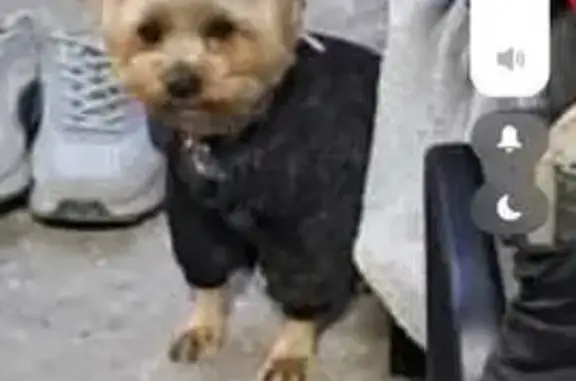 Пропала собака на пр. Победы, Липецк