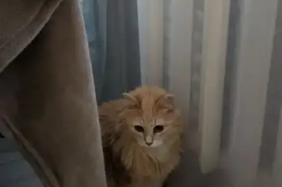 Найденные животные Петрозаводск, фото: Рыжий кот найден, Балтийская ул. 71