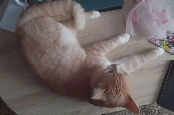 Пропала кошка, Дорожная ул., Ирбит