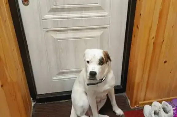 Собаки потеряшки, Южно-Сахалинск, фото: Потеряшка собака, ул. Фархутдинова, Ю-Сах.