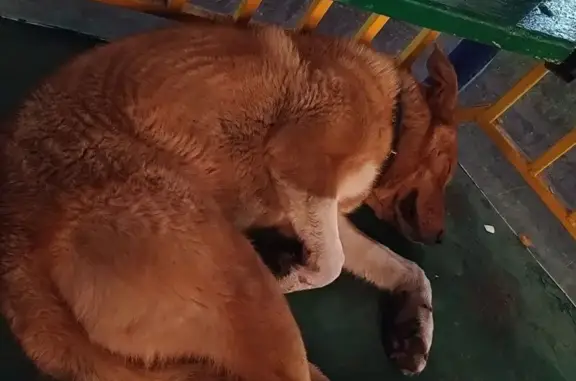 Найдена собака, Краснодар, фото: Найдена собака, ул. Благоева, 29 с1