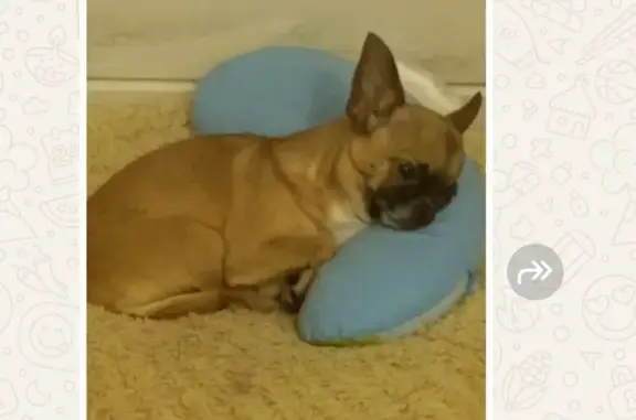 Собаки потеряшки, Чехов, фото: Потеряшка собака, Солнечная 19/1, Чехов