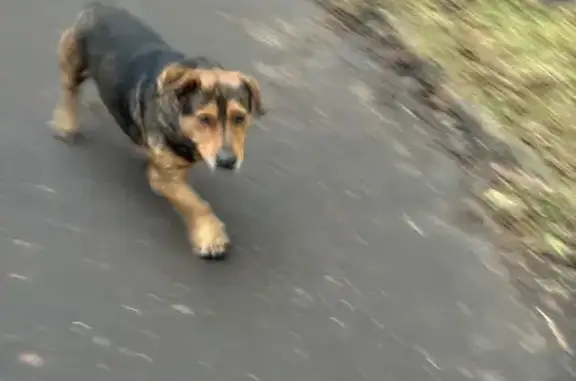 Найдена собака, Пенза, фото: Собака найдена: ул. 8 Марта, 27, Пенза