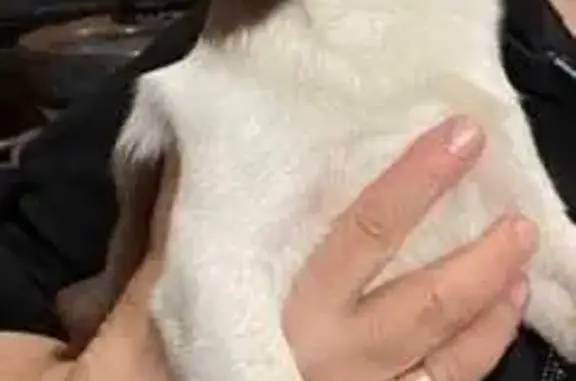 Пропала чихуа, Первомайская, Знаменка