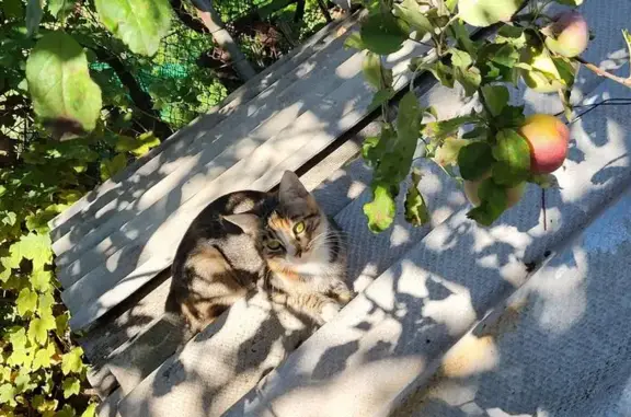 Пропала кошка, ул. Серова, 332, Ставрополь