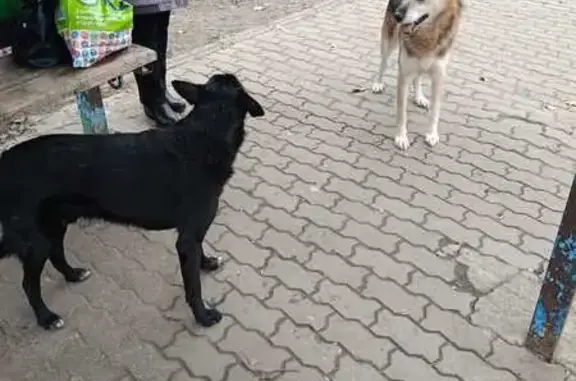 Найдена собака, Курск, фото: Найдены собаки: пр. Дружбы, 30, Курск