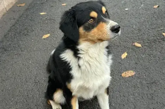 Найдена собака, Ростов-на-Дону, фото: Собака найдена у Гимназии 12, Ростов-на-Дону