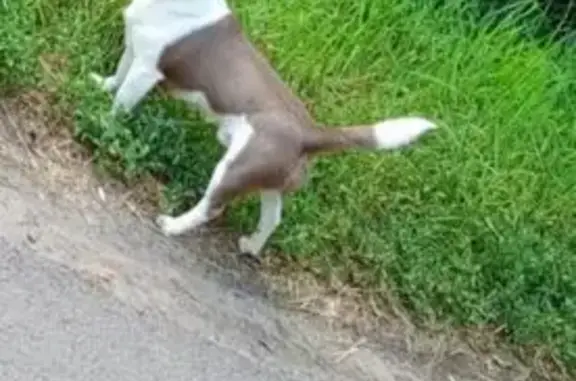 Пропала собака, Первомайская ул., Знаменка