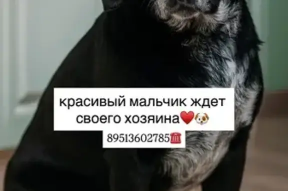 Найденные животные Новосибирск, фото: Найдена собака, ул. Кирова, 342, Новосиб.