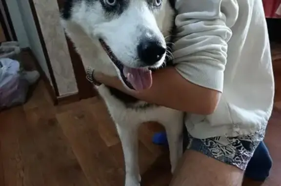 Найдена собака, Уфа, фото: Собака найдена: Кольцевая ул., 166/1, Уфа