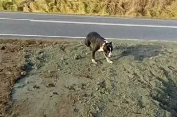 Найдена собака, Калининград, фото: Собака найдена в СНТ Авиатор, Малиновка