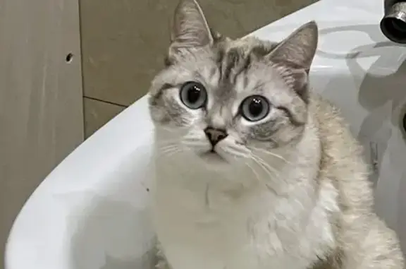 Пропала кошка, Районная ул. 31, Верхняя Салда