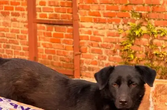 Собака ищет дом, Новороссийская 236/3