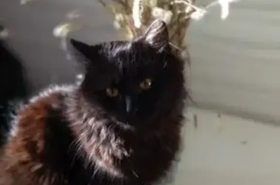 Кошки потеряшки, Киров, фото: Потеряшка чёрная кошка, ул. Крупской, 1