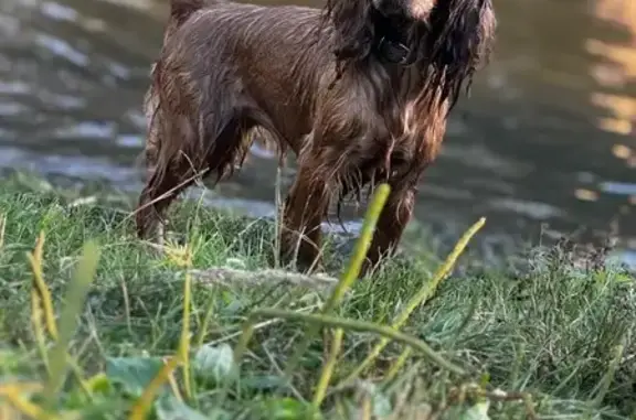 Пропала рыжая собака, Подберёзово