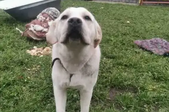 Найдена собака, Павловский Посад, фото: Собака найдена у дома в Павловском Посаде