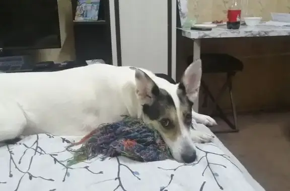 Пропала собака, Высоковский пер. 6А