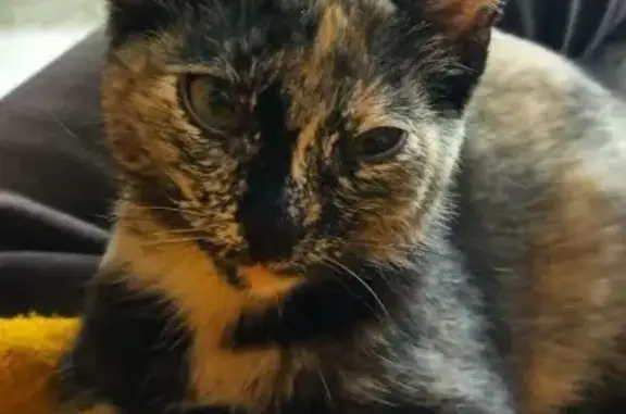 Пропала кошка Плюша, ул. Рокоссовского, 46