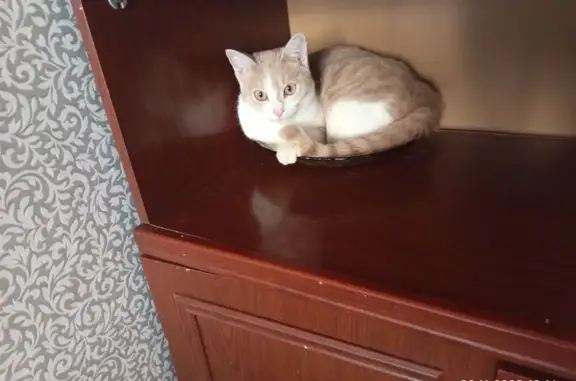 Пропала кошка: 4-й мкрн., 18, Конаев