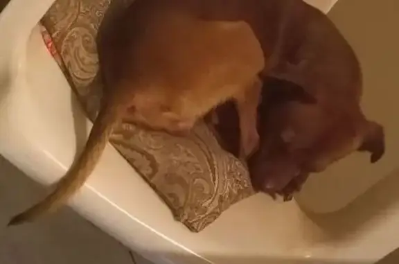 Собаки потеряшки, Волгоград, фото: Потеряшка собака на ул. Симонова, Волгоград