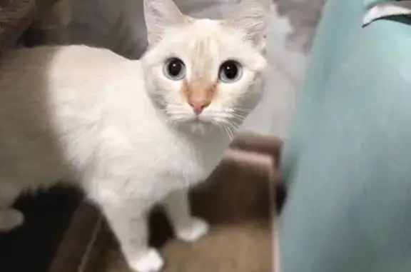 Пропала кошка, Обская ул. 2, Челябинск