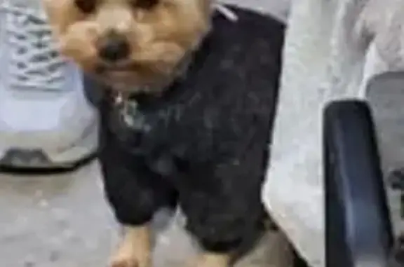 Пропала собака, Липецк, Липецкая обл.