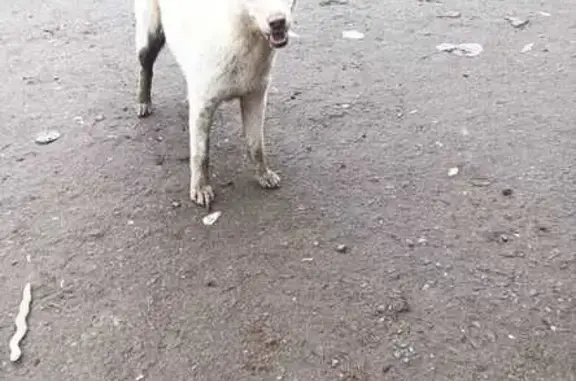 Пропала собака, Александров